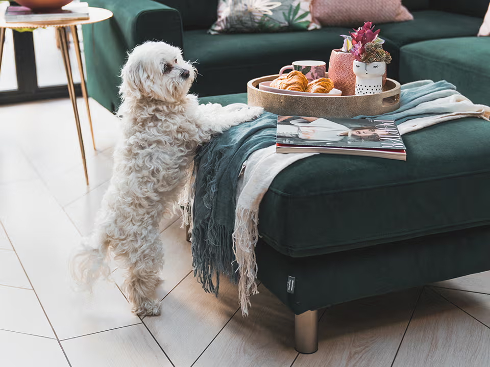 Choosing the Best Pet-Friendly Sofa Materials for Your Home缩略图