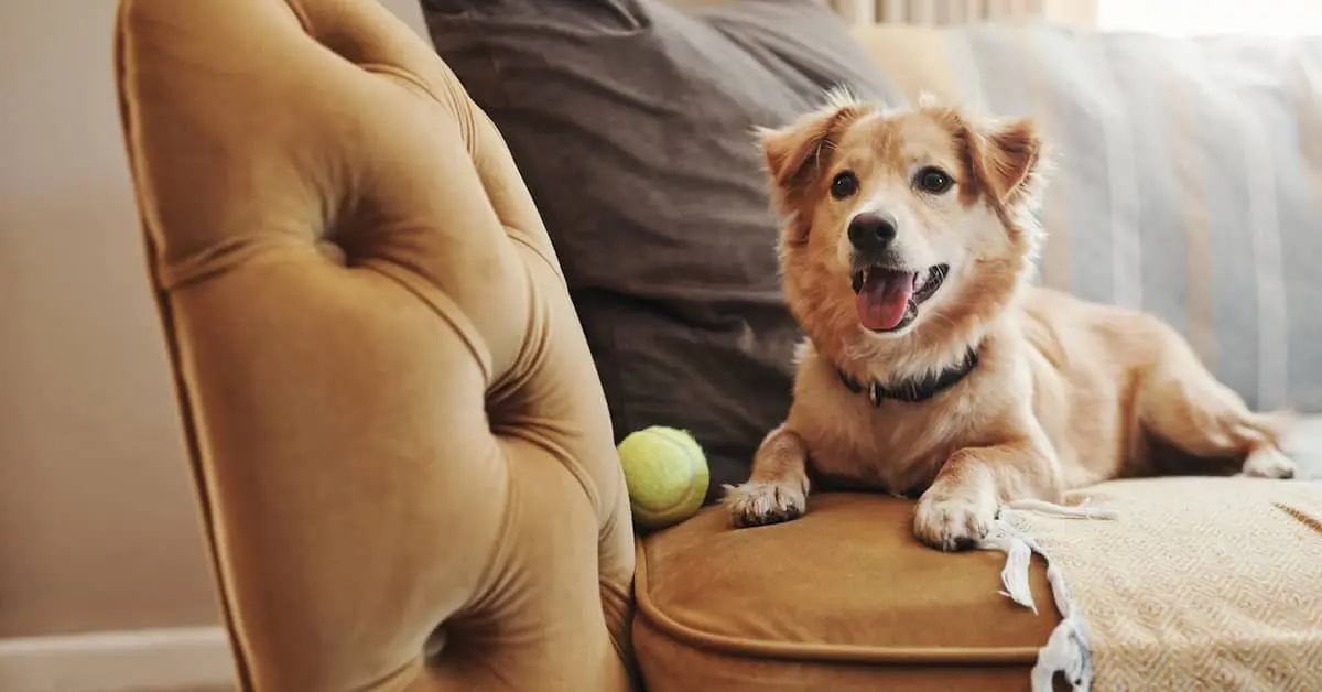 best sofa material for dogs