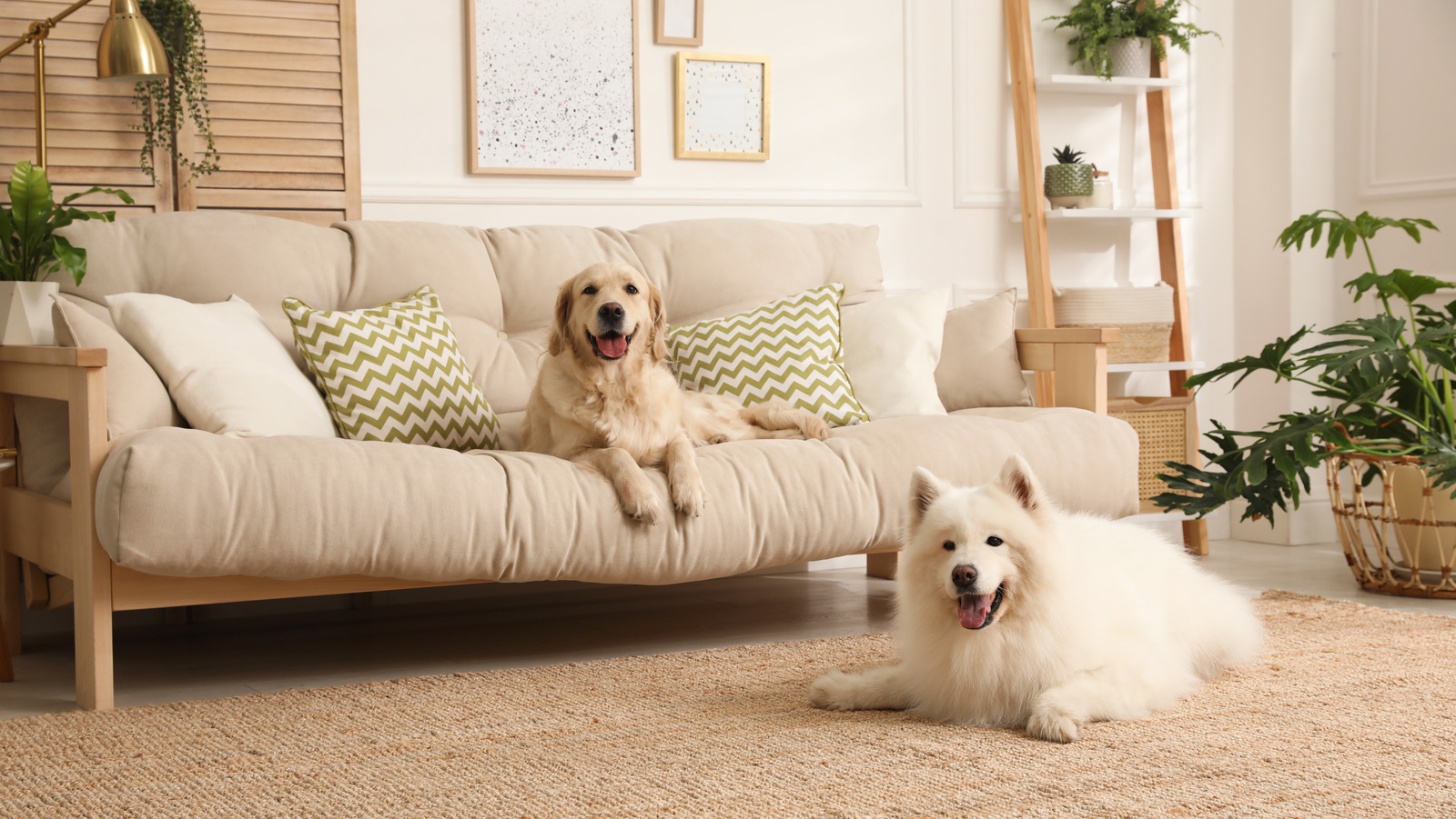 best sofa material for dogs