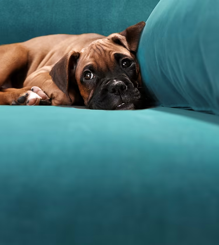 Choosing the Best Pet-Friendly Sofa Materials for Your Home插图